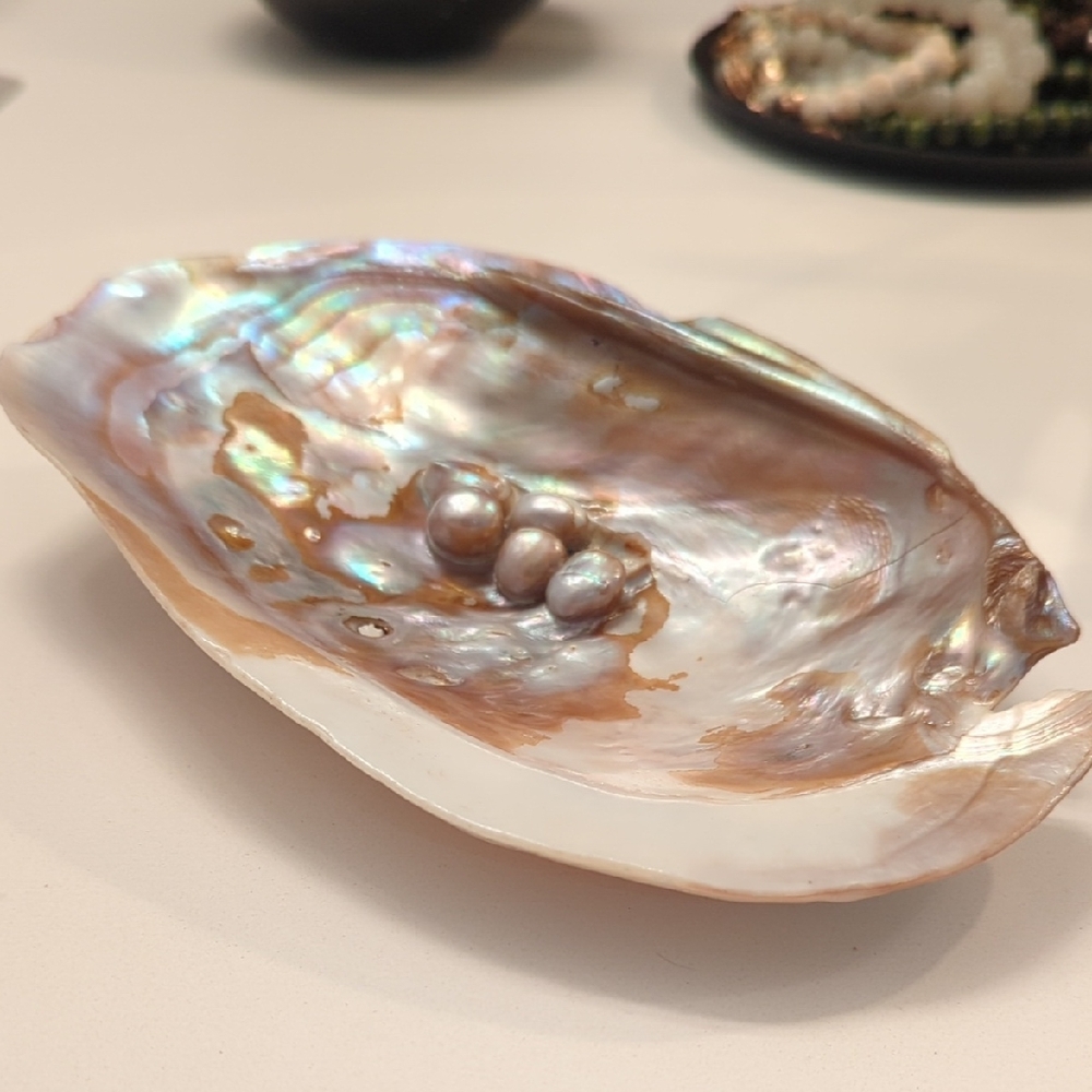 Accessories Jewelry Tray Real Shell
